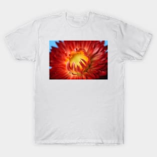 Helichrysum bracteatum 'Nevada Red' Everlasting flower T-Shirt